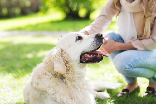 Perche Gli Animali Possono Renderci Persone Migliori I Miei Animali