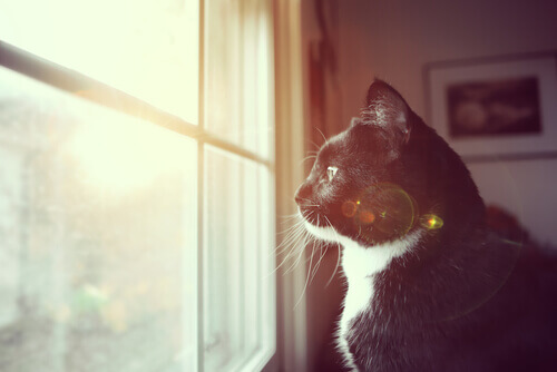gatto-guarda-dalla-finestra