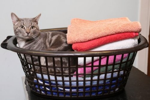 Il gatto sopravvissuto ad un lavaggio in lavatrice a 60 gradi