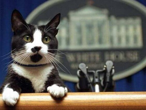 La giornata mondiale del gatto