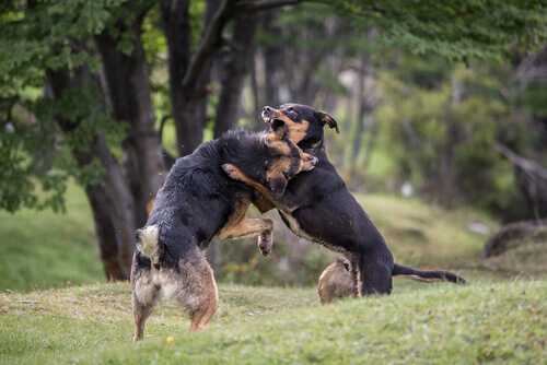 Lotte tra cani: maltrattamenti sul ring