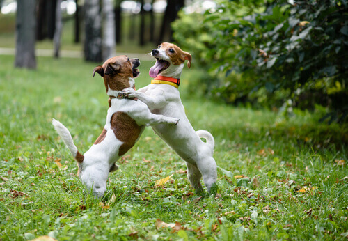due cani lottano al parco