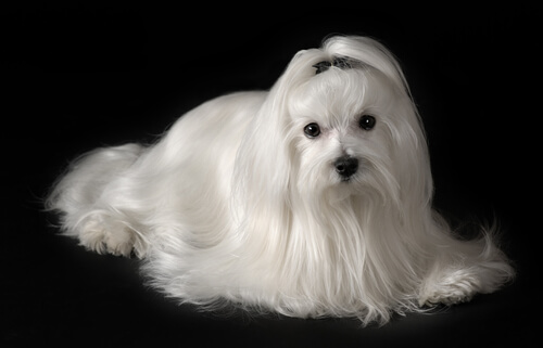 maltese con pelo lungo