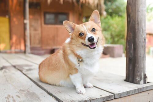 Capite lo stato d'animo del vostro cane osservando la sua postura