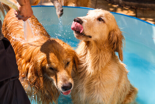 Profumi per cani. Contrari o a favore?