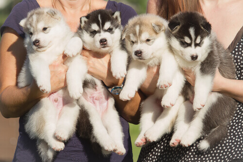 cuccioli di Husky e due ragazze