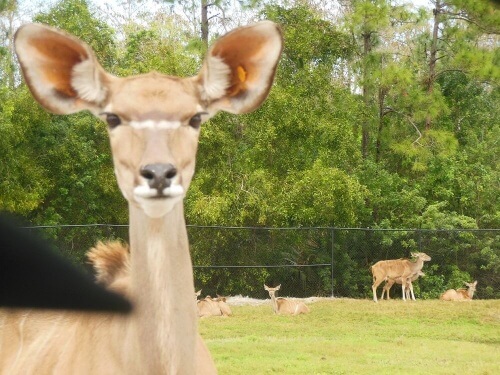 Un safari molto speciale con animali che hanno avuto una seconda possibilità