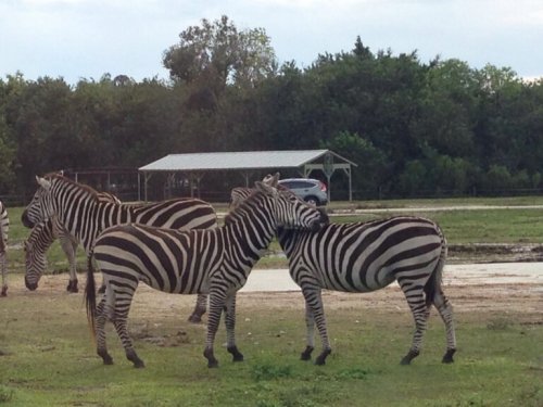 Zebre in una riserva