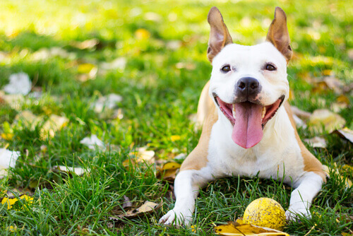5 consigli per avere un cane sano e felice