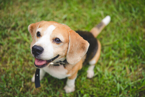 5 libri da leggere per capire il vostro cane