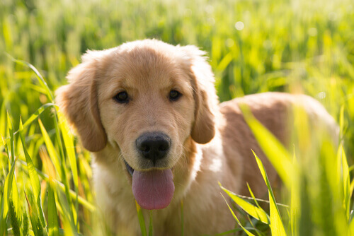 Adottate un cane e avrete molti più amici