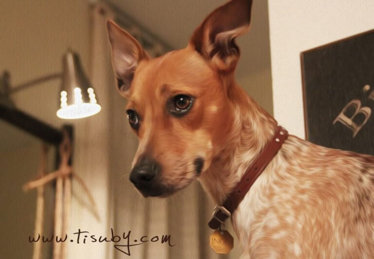 Ascoltate la canzone perfetta per chi ama i cani