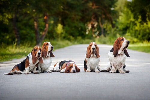 Basset Hound, un cane tranquillo e simpatico