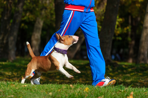 I benefici dell'esercizio fisico per la salute del cane