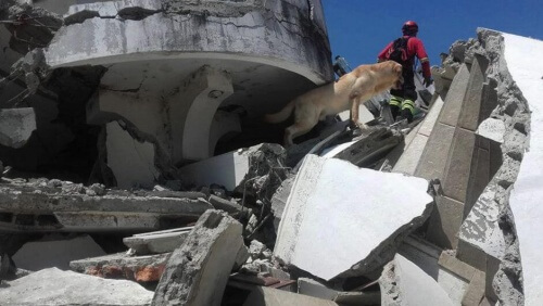 Cani da soccorso in Ecuador: un grande aiuto