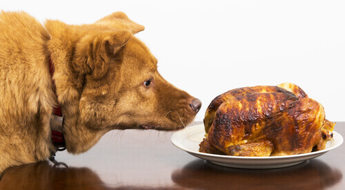 cane davanti a piatto con pollo arrosto