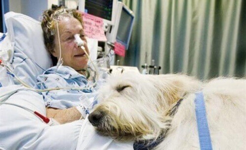 Cani e gatti potranno far visita ai padroni in ospedale