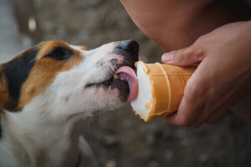 Celiachia nel cane e cibo per cani senza glutine