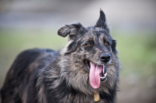Come sudano i cani e come regolano la temperatura