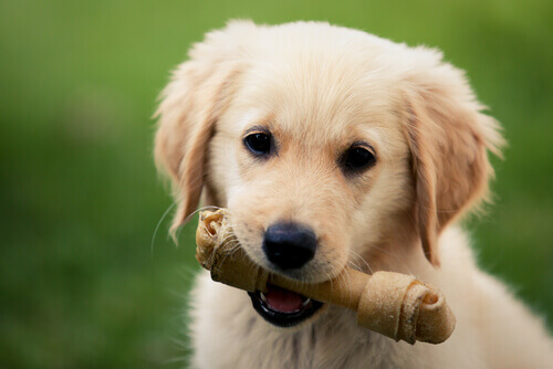 Far mangiare ossi ai cani fa bene o male?