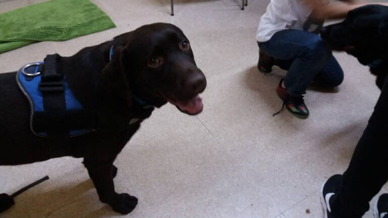 Cani nei tribunali, daranno sostegno ai testimoni