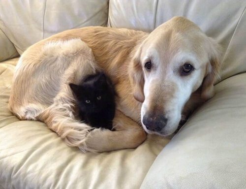Fosberg: il cane che perse il suo amico gatto, ma trovò un nuovo compagno