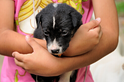 Giochi per insegnare ai bambini a prendersi cura degli animali