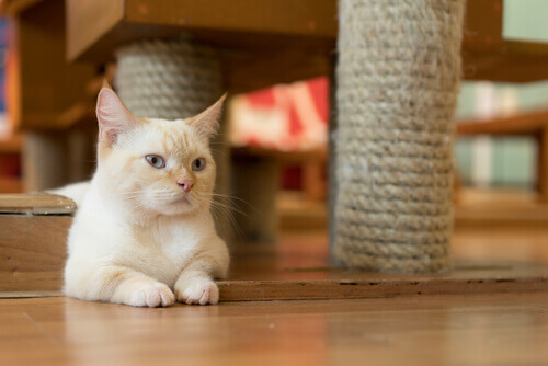 Tutto sui Munchkin, i gatti che rimangono cuccioli