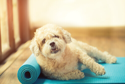 I benefici dell'esercizio fisico per la salute del cane