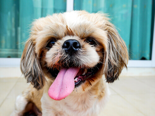 Il cane può ricordare le azioni del proprio padrone