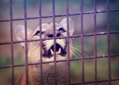 Il futuro del circo sarà senza animali anche in Italia