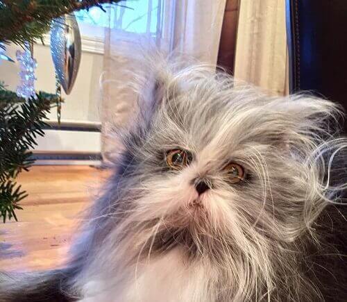 Indovinate che tipo di animale è questo: gatto o cane?