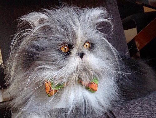 Indovinello: questo animale è un cane o un gatto?