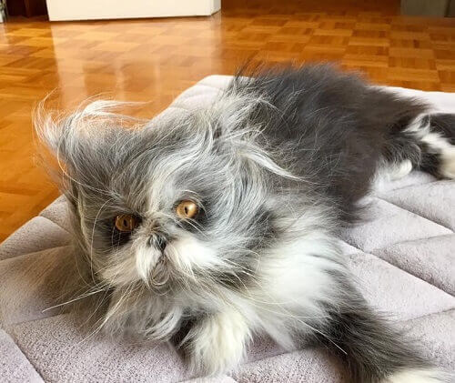 Indovinate che tipo di animale è questo: gatto o cane?