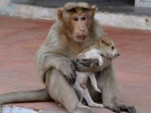 La scimmia che ha adottato un cane randagio