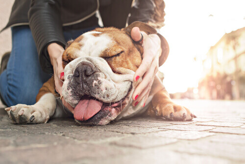 Astenia cutanea: la sindrome della pelle anelastica nei cani