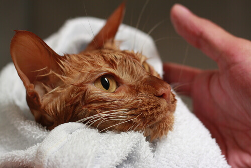 gatto arancione viene asciugato con asciugamano bianco
