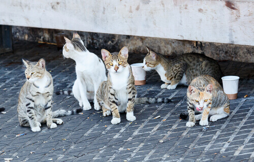 gatti randagi per strada