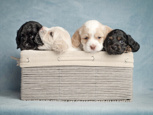 Come scegliere il nome ideale per il cane