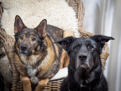 Monta: cosa fare se il cane ne è ossessionato