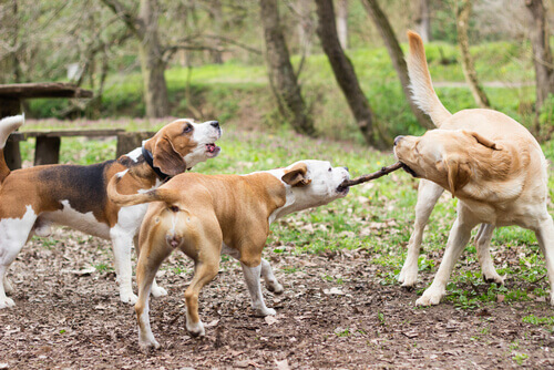 Veterinari inglesi: lanciare bastoni ai cani è pericoloso