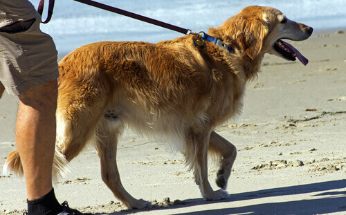 Viaggiare con il proprio cane: sì o no?