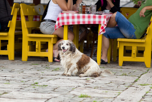 al-ristorante-con-il-cane