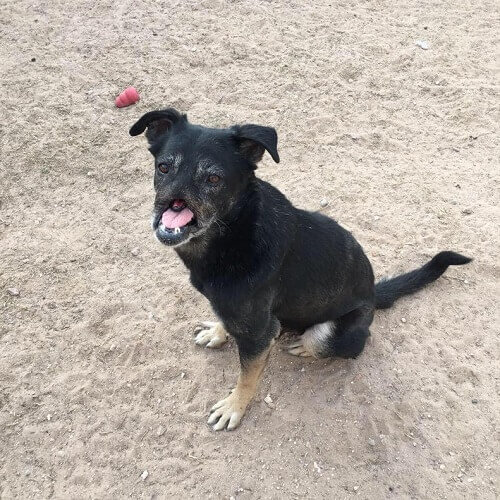 Anubis: il cane che ha percorso 11.000 km per trovare casa