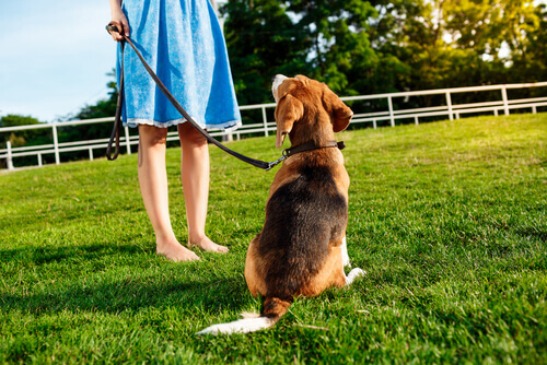5 suggerimenti affinché il vostro cane vi obbedisca