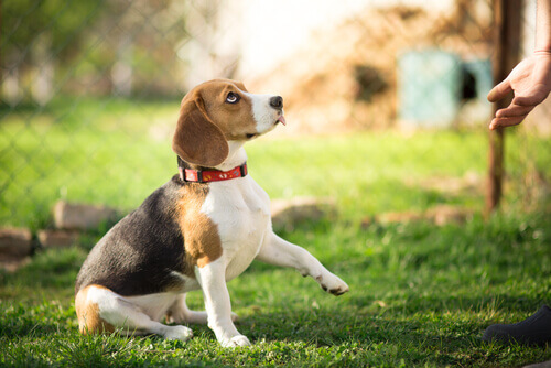 beagle con zampa sollevata