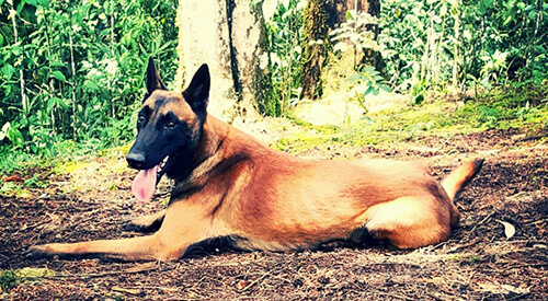 Bones, il cane che cerca desaparecidos in Colombia