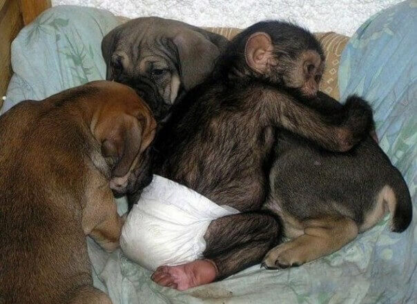 cane-che-si-prende-cura-degli-scimpanze-orfani-2