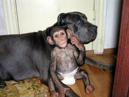 Il cane che si prende cura degli scimpanzé orfani