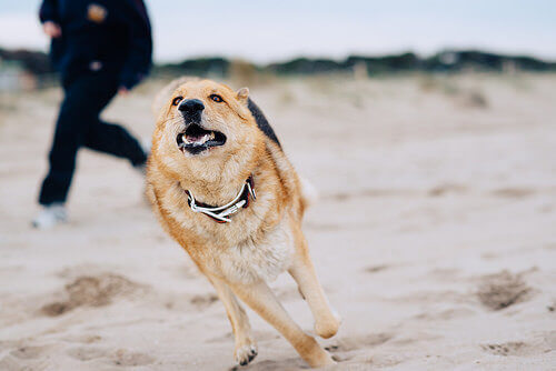 cane che corre con padrone sulla spiaggia